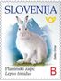 Picture of Mountain hare