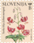 Turška lilija