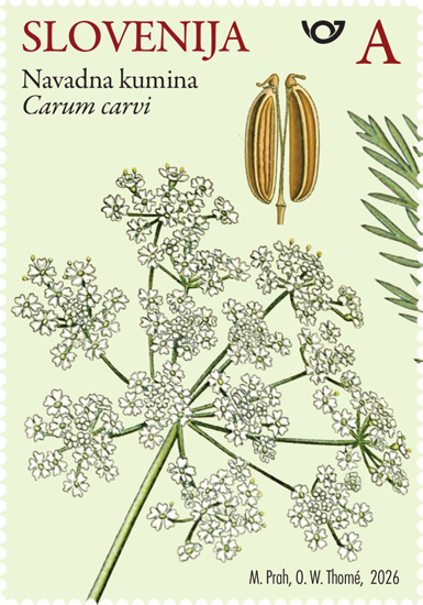Rastlinstvo - navadna kumina