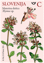 Rastlinstvo - materina dušica