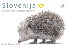 Živalstvo - Beloprsi jež - A