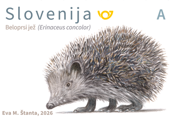 Živalstvo - Beloprsi jež - A