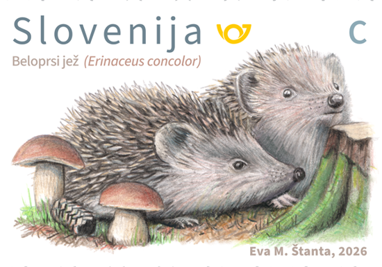 Živalstvo - Beloprski jež - C